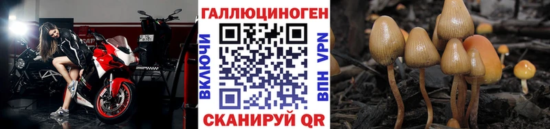 Псилоцибиновые грибы Psilocybe  Реутов 
